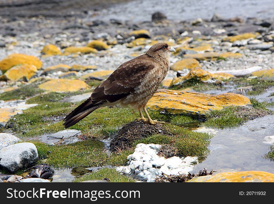 Falcon In Ushuaia