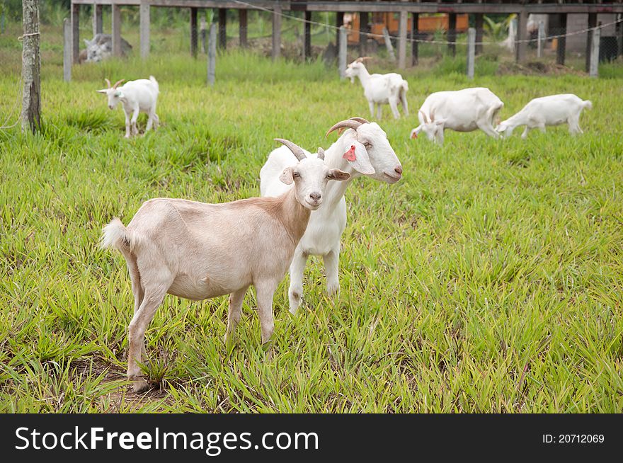 A picture of a beautiful goat farm in country