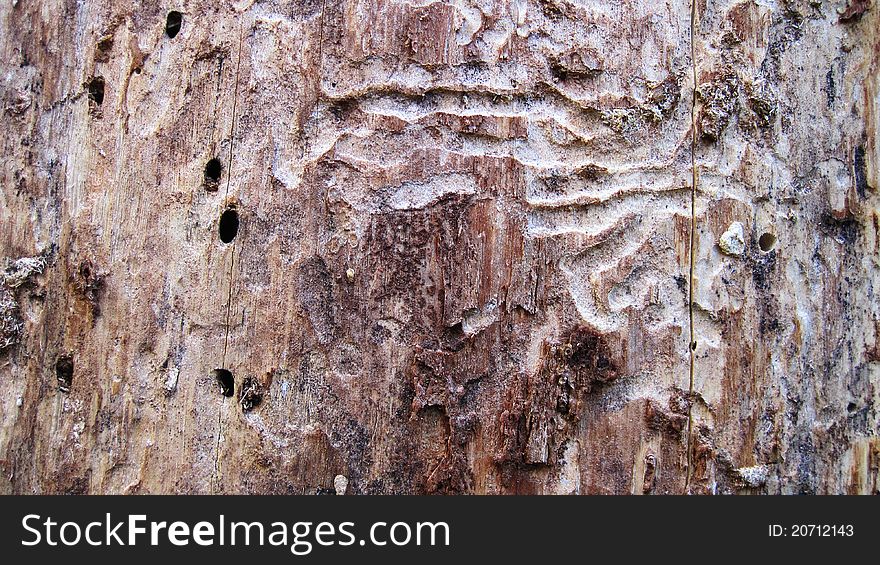 Dry tree after bark beetle infestation,. Dry tree after bark beetle infestation,