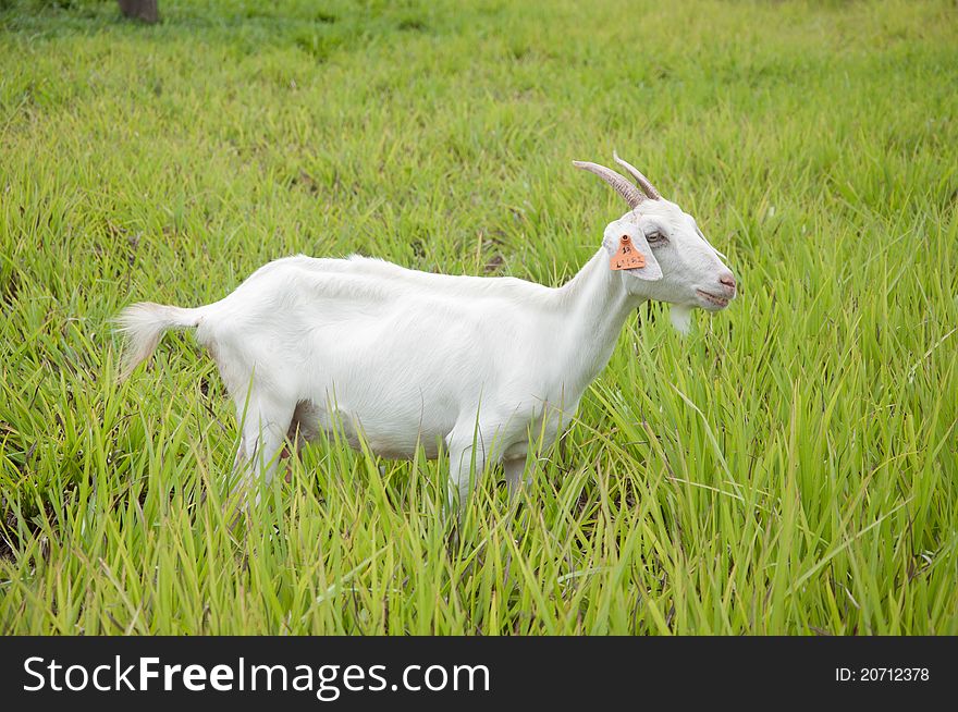 White goat