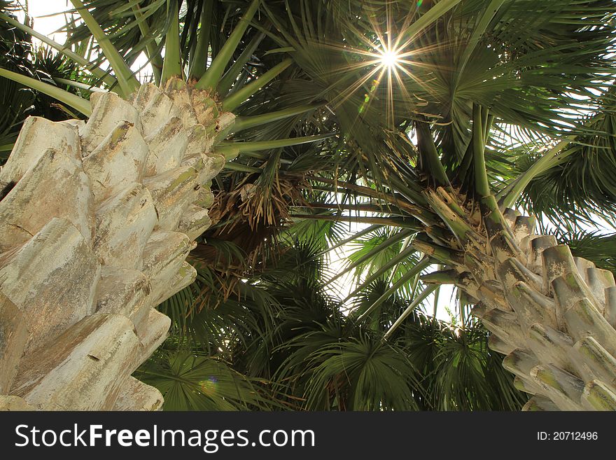 Palm tree trunk bark and leaf looking upward laying down with sunbeam. Palm tree trunk bark and leaf looking upward laying down with sunbeam