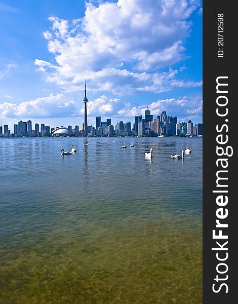 Swans swim across the lake with Toronto cityscape as background showing harmony between the wildlife and the city. Swans swim across the lake with Toronto cityscape as background showing harmony between the wildlife and the city