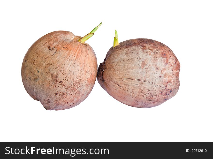 Two young coconut sprout in isolated background. Two young coconut sprout in isolated background