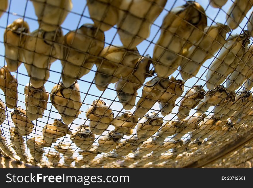 Drying Oyster In Lau Fou Shan 02