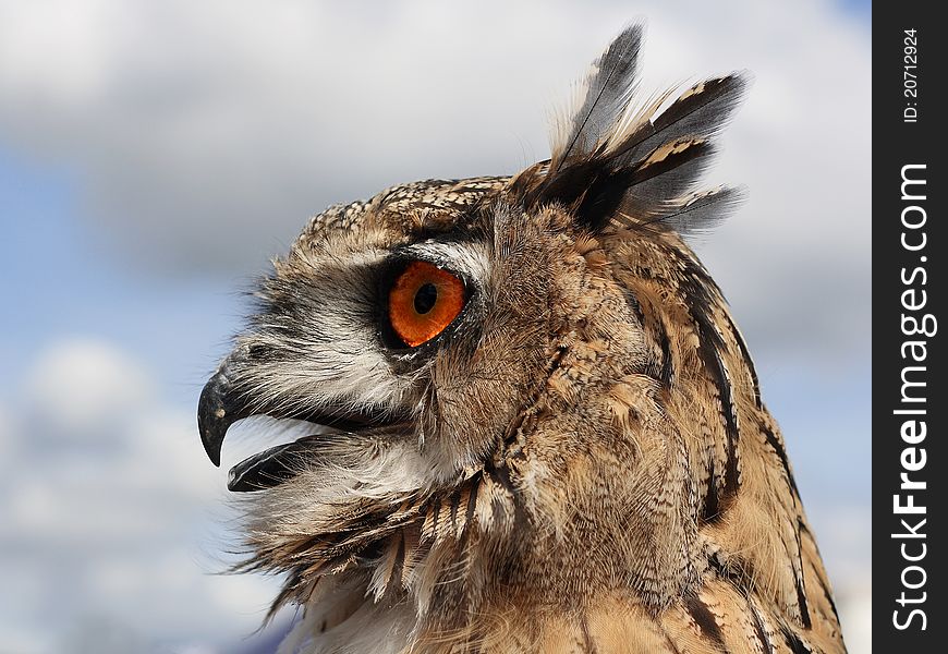 Profile of the head of a European Eagle Owl with feathers being ruffled by the breeze. Profile of the head of a European Eagle Owl with feathers being ruffled by the breeze