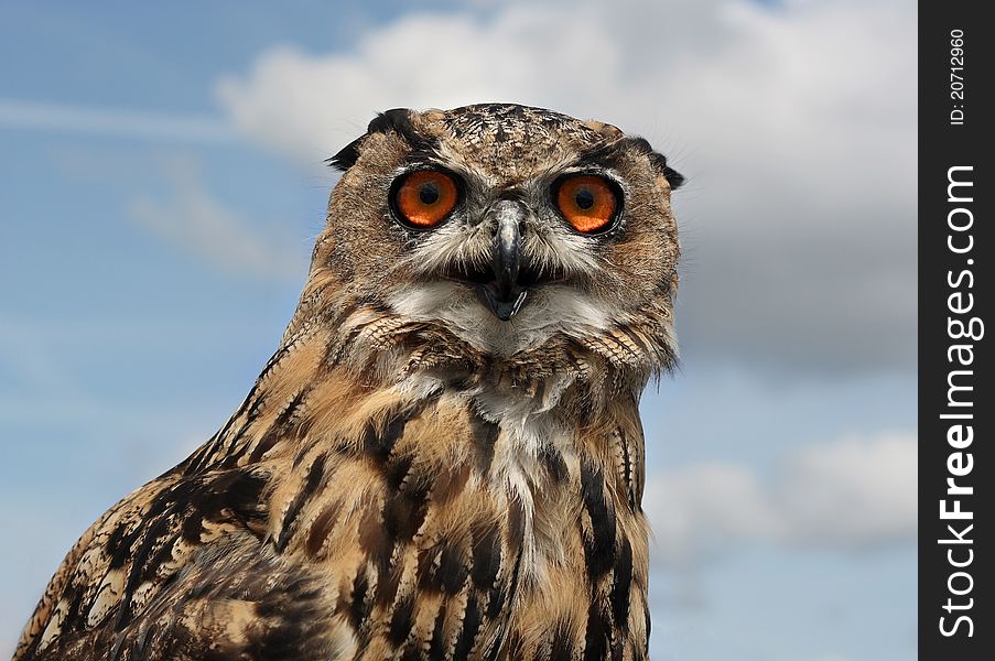 European Eagle Owl with piercing orange eyes