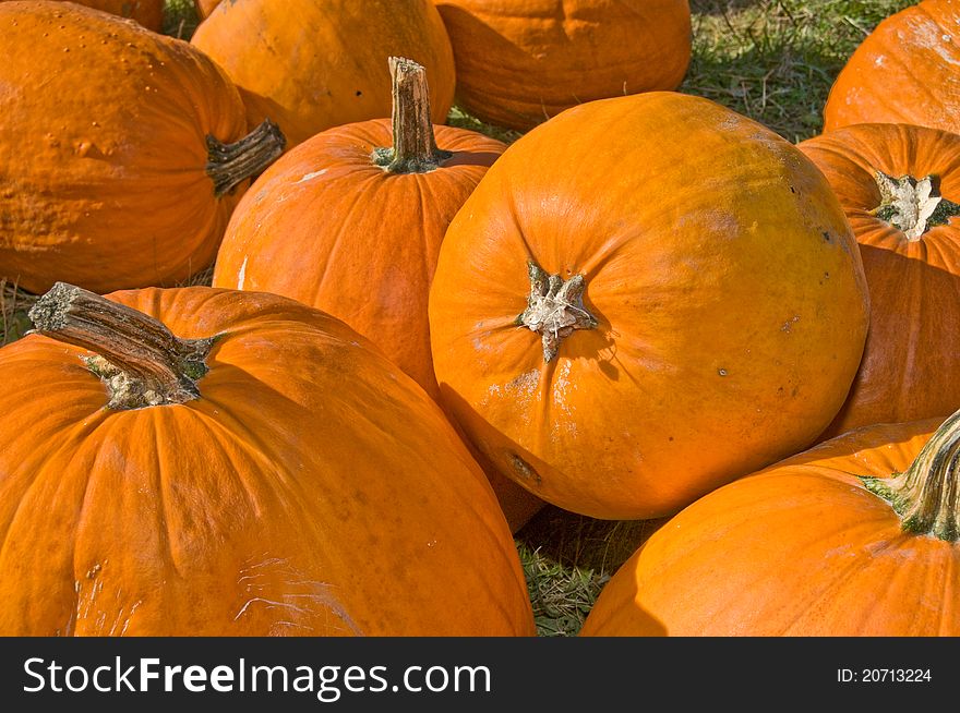 Harvested Pumpkins