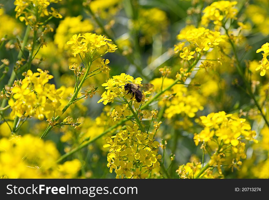 The bee, the yellow flowers are pollinated in the meadow