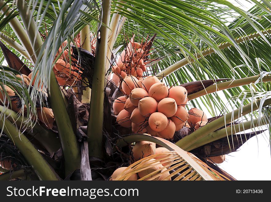 Closeup of young coconuts on coconut tree.