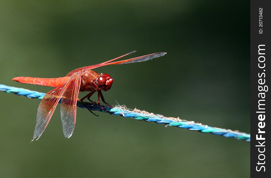 Red Dragonfly Perched On Blue Rope With Blurred Green Background. Red Dragonfly Perched On Blue Rope With Blurred Green Background