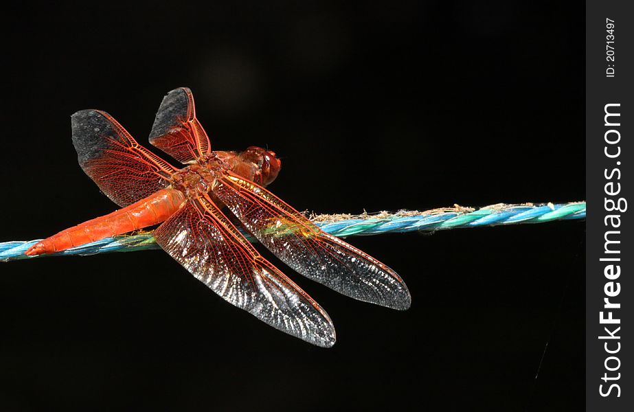 Red Dragonfly Perched On Blue Rope With Black Background. Red Dragonfly Perched On Blue Rope With Black Background