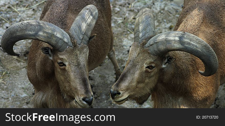 Image of two goats on a gray background