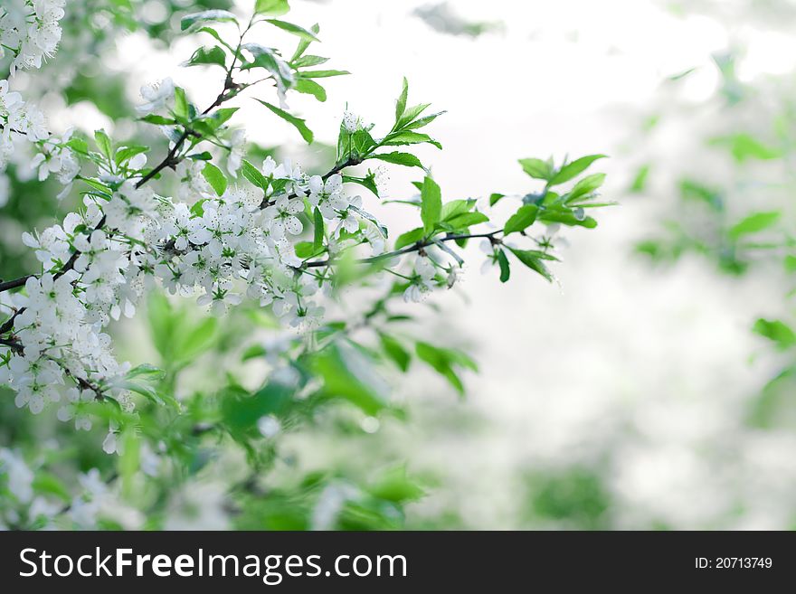 Blooming cherry-tree in sunrise