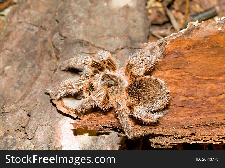 Tarantula crawling over a log in its natural habitat. Tarantula crawling over a log in its natural habitat