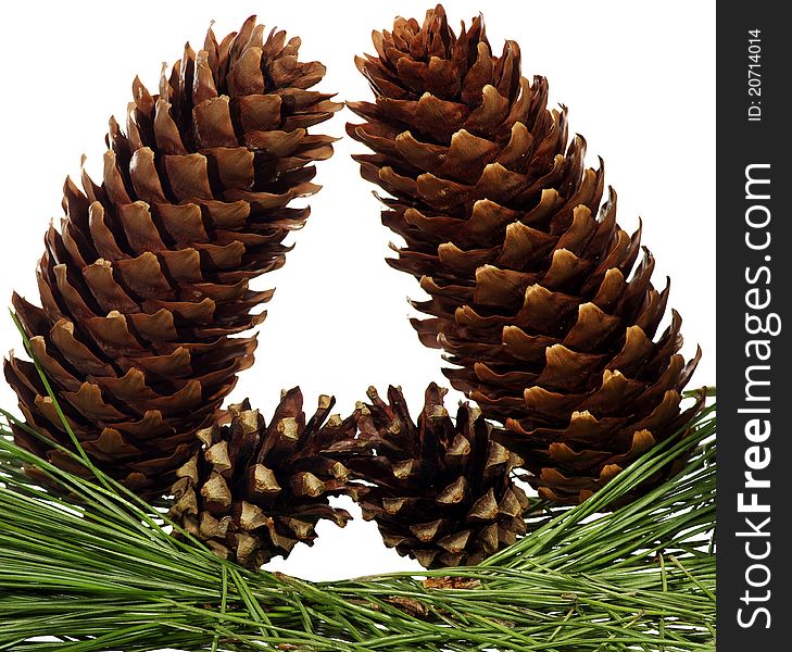 Four fir-cone