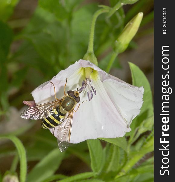 Fly on a bindweed flower. Fly on a bindweed flower.