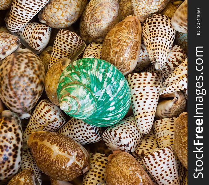 Background of large group of brown sea shells and bright green one in the middle. Background of large group of brown sea shells and bright green one in the middle