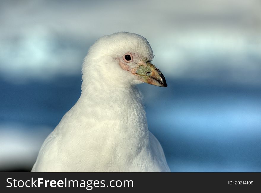 Great white plover antarctica