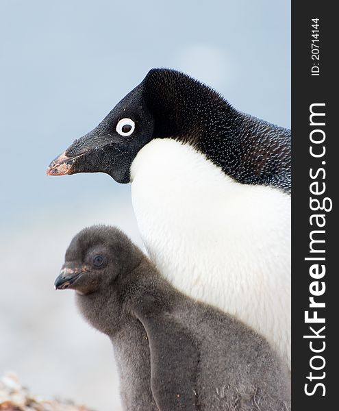 Penguin Mother and her two Children in Antarctica. Penguin Mother and her two Children in Antarctica