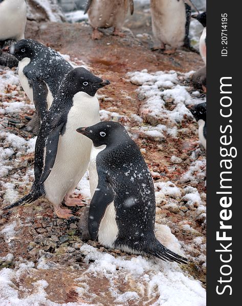 Lots of penguins standing on rocks