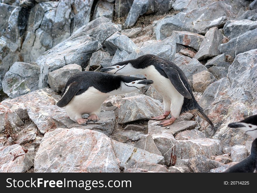 Lots of penguins standing on rocks