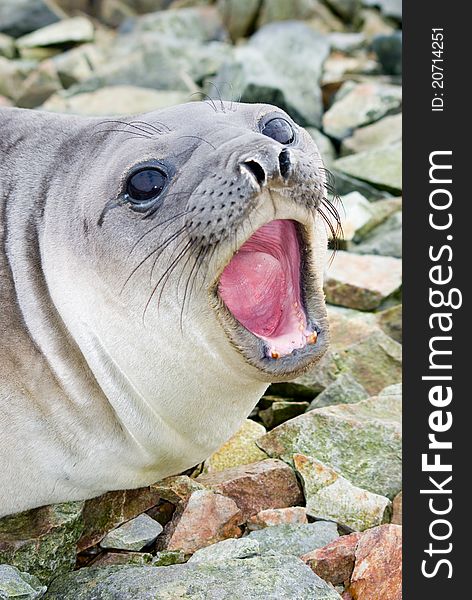 Southern elephant seal shouts, Antarctica