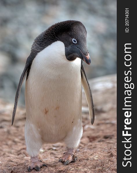 Penguin on the stone coast of Antarctica. Penguin on the stone coast of Antarctica