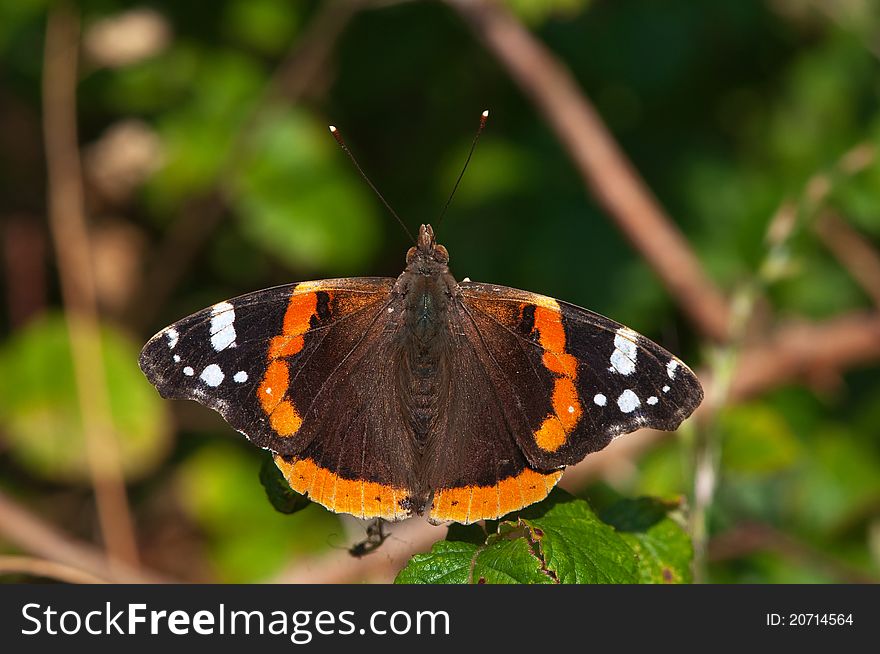 Red admiral butterfly warming up in the summer sun. Red admiral butterfly warming up in the summer sun