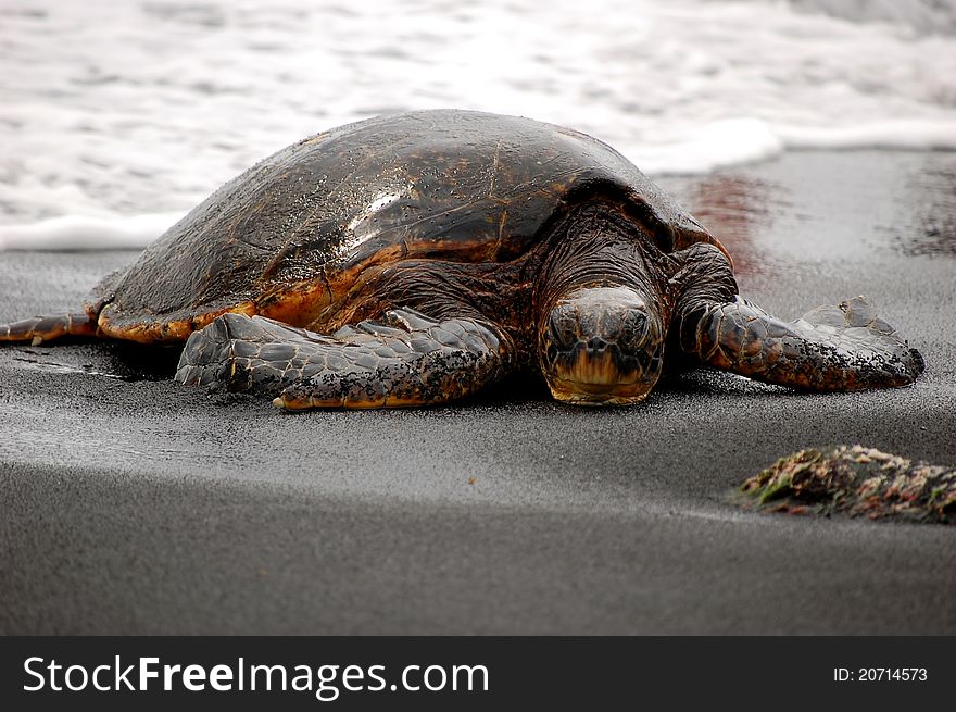 Green Sea Turtle basking on a tropical black sand beach. Green Sea Turtle basking on a tropical black sand beach