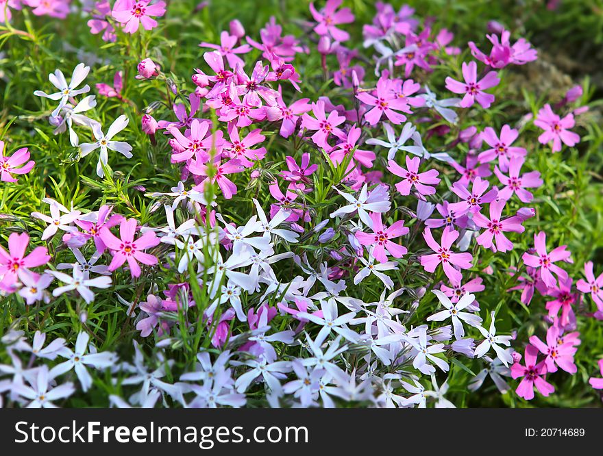 A flowers of moss phlox - phlox subulata in the garden