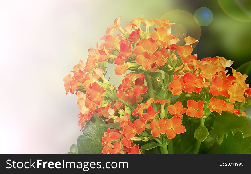 Red-orange Kalanchoe made as a nice background. Red-orange Kalanchoe made as a nice background.