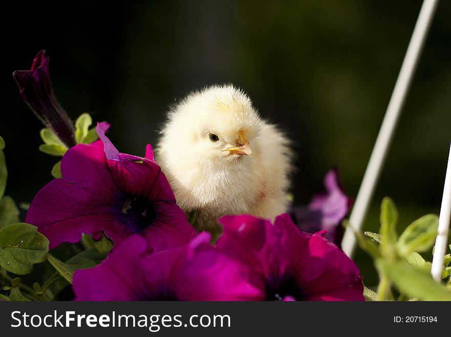 Chicken On A Flower