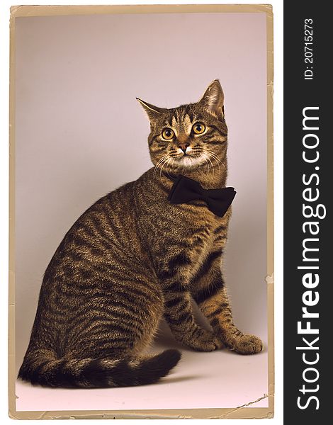 Portrait of a cat in a black tie, old photo