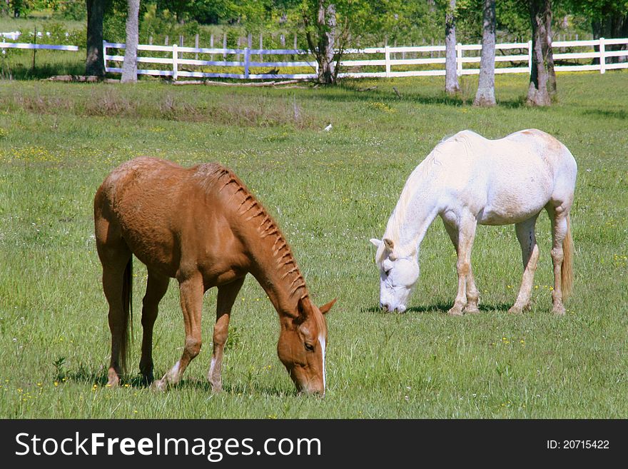 One white and one brown horse in the field grazing with a white fence in the background. One white and one brown horse in the field grazing with a white fence in the background