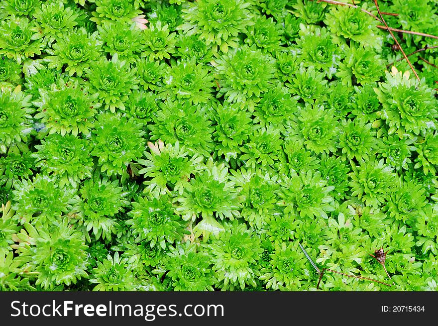 Background from decorative saxifraga green leaves