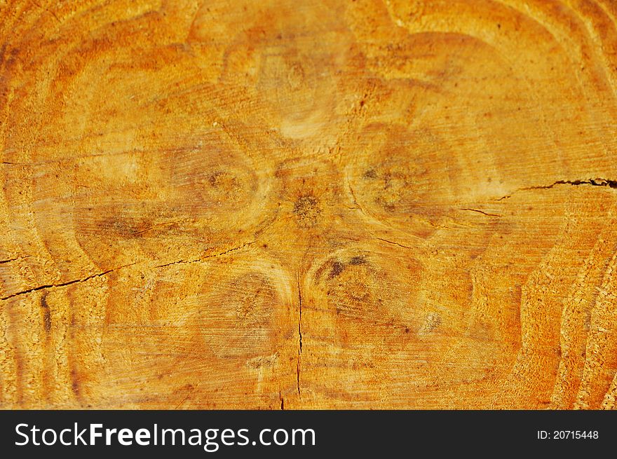 Fresh sawed pine tree cut - texture. Fresh sawed pine tree cut - texture