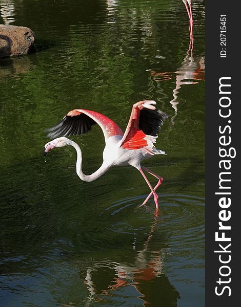 Flamingo taking flight from shallow water