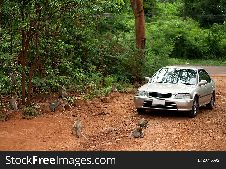 The silver car costs in jungle and is surrounded by wild monkeys. The silver car costs in jungle and is surrounded by wild monkeys