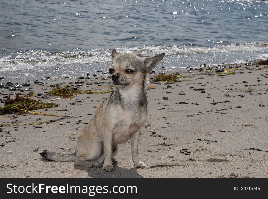 Chihuahua sitting at the beach near the water. Chihuahua sitting at the beach near the water