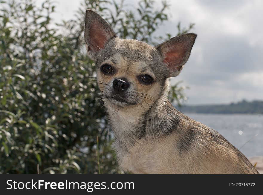 Chihuahua at the beach with water in the background