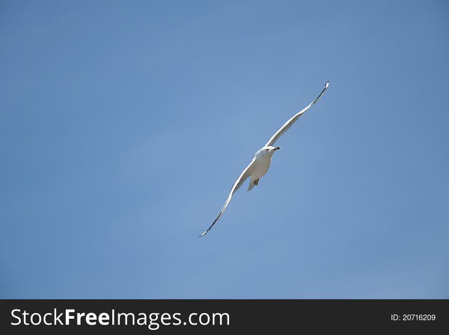 Seagull flying free against the blue sky