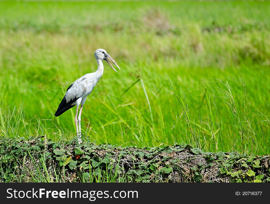 Bird Pakheag middle of rice fields. Bird Pakheag middle of rice fields.