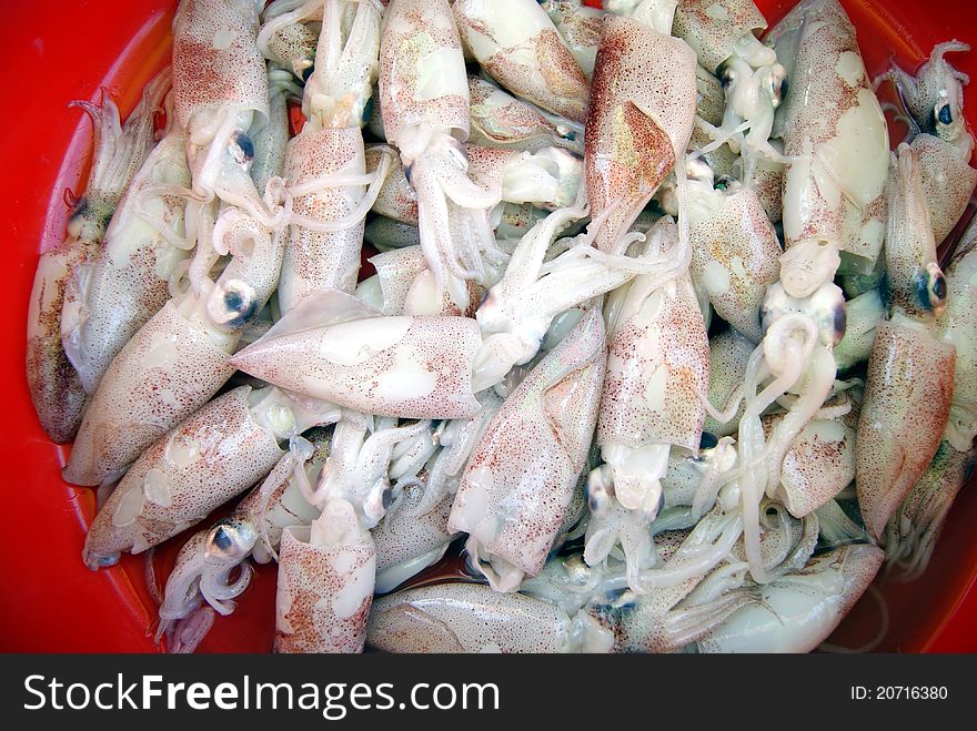 Squid, very fresh, put in the seafood market sale.