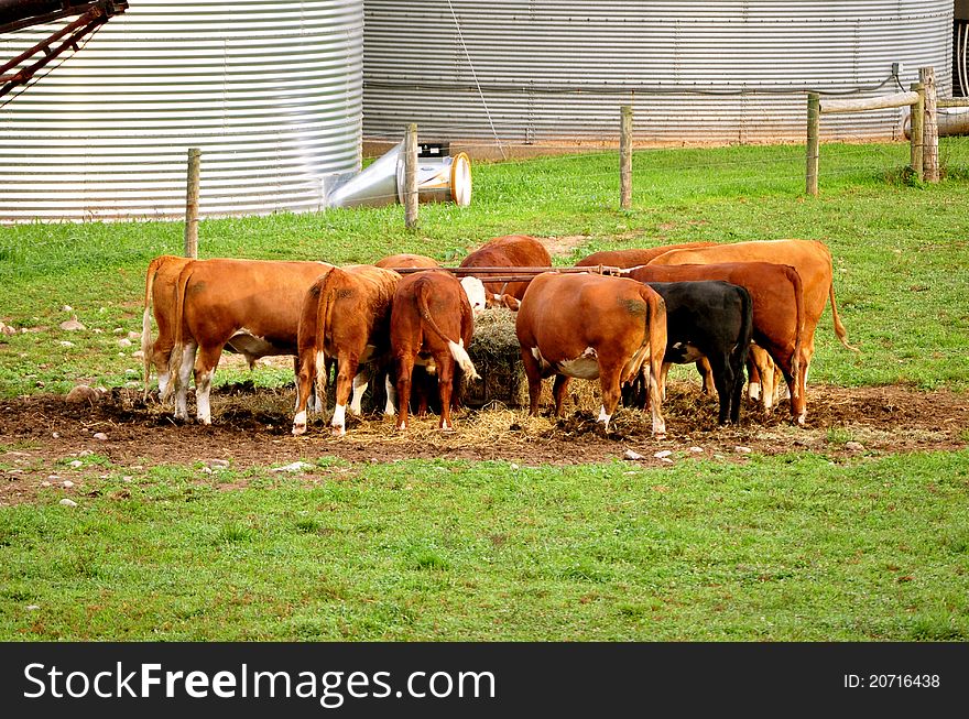 Cows eating hay at feeding time. Cows eating hay at feeding time