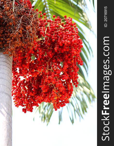 A kind of red betel palm flowers and fruits its plants used as garden and outdoor home decoration. A kind of red betel palm flowers and fruits its plants used as garden and outdoor home decoration