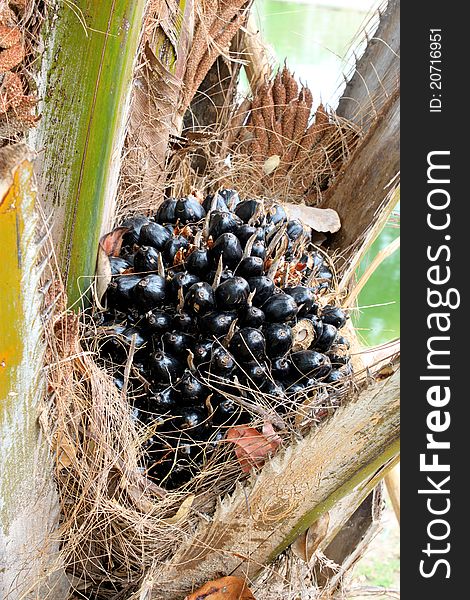 A picture of a kind of palm and its black seeds on tree. A picture of a kind of palm and its black seeds on tree