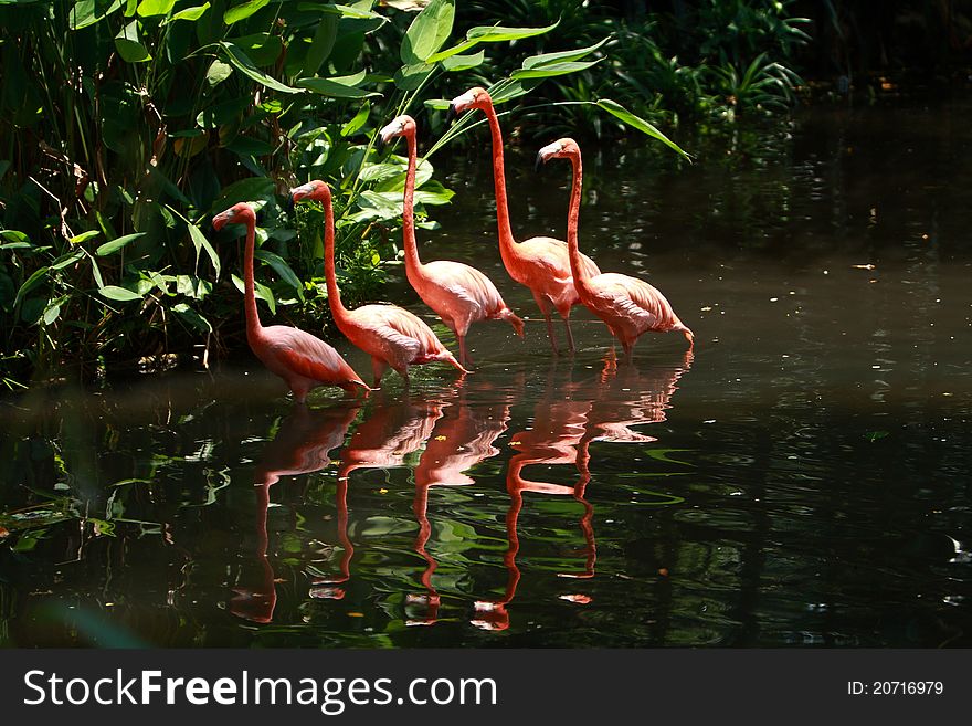 Bird flamingo walking in a line