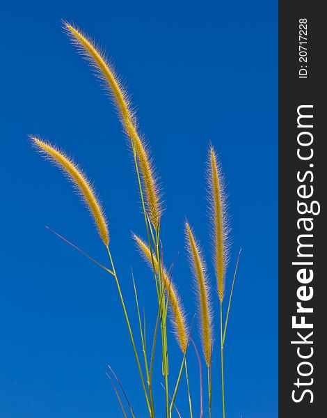 Grass Flower On Blue Sky