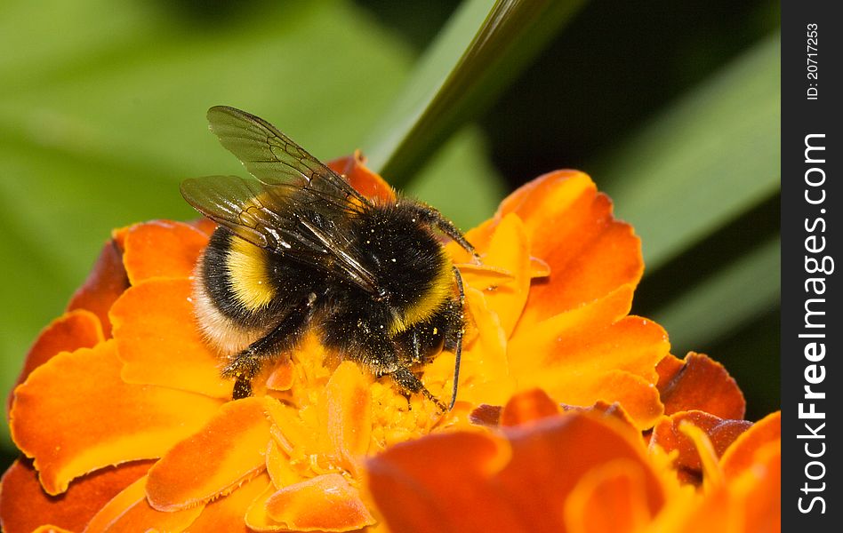 The big bumblebee collects pollen on a flower. The big bumblebee collects pollen on a flower