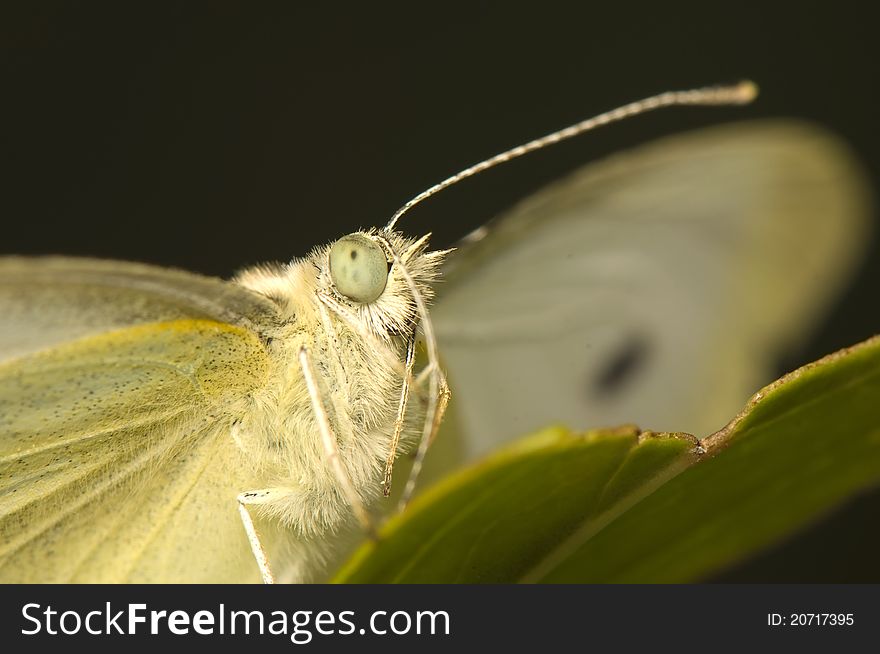 Pieris - cabbage - a beautiful white butterfly, although the worm. Pieris - cabbage - a beautiful white butterfly, although the worm